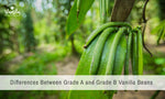 The Differences Between Grade A and Grade B Vanilla Beans